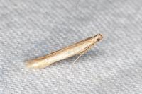 Batrachedra parvulipunctella