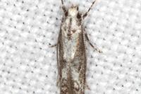 Blastodacna hellerella