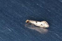 Tinea trinotella
