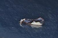 Monopis monachella