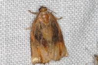 Archips podana