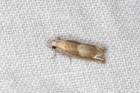 Eucosma conterminana