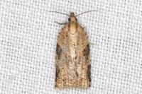 Clepsis spectrana