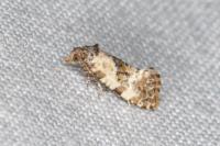 Neocochylis molliculana