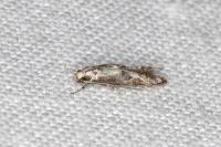 Blastodacna hellerella