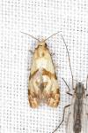 Phalonidia contractana