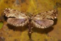 Morophaga choragella