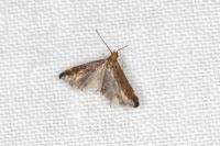 Apodia bifractella