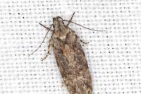 Carpatolechia fugacella