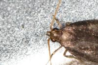 Homaloxestis briantiella