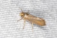 Crassa unitella