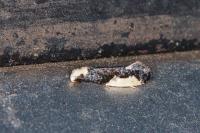 Monopis monachella