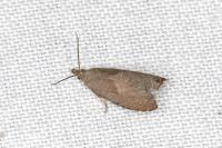Dichrorampha simpliciana