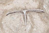 Emmelina monodactyla