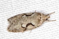 Semioscopis steinkellneriana