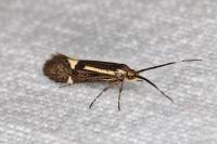 Esperia sulphurella