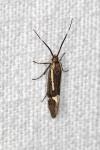 Esperia sulphurella