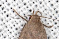 Anacampsis timidella