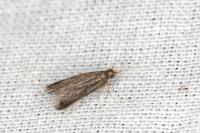 Homaloxestis briantiella