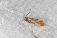 Tinea semifulvella