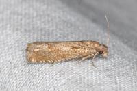 Pelochrista caecimaculana