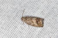 Cydia splendana