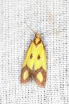 Agapeta zoegana