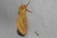 Hepialus humuli