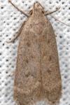 Anacampsis timidella