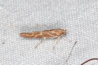 Pyroderces argyrogrammos