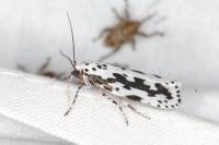 Ethmia pusiella/candidella