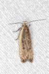 Nothris congressariella