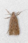 Helcystogramma triannulella