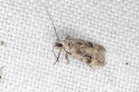 Altenia scriptella