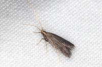 Lecithocera nigrana