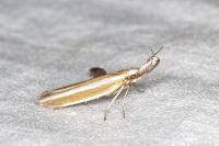 Pleurota aristella