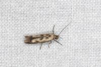 Scythris limbella
