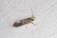 Monopis laevigella