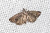 Cydia splendana