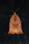 Archips podana