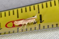 Argyresthia albistria
