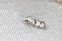 Scythropia crataegella