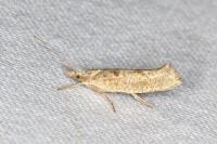 Ypsolopha alpella