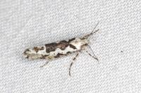 Ypsolopha sequella