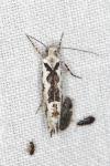 Ypsolopha sequella