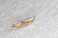 Argyresthia albistria