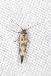 Scythris limbella