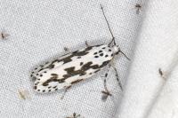 Ethmia pusiella/candidella