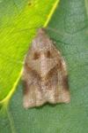 Archips rosana