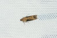 Scrobipalpa costella